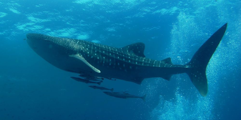 Tiburon ballena bucenado en Maldivas