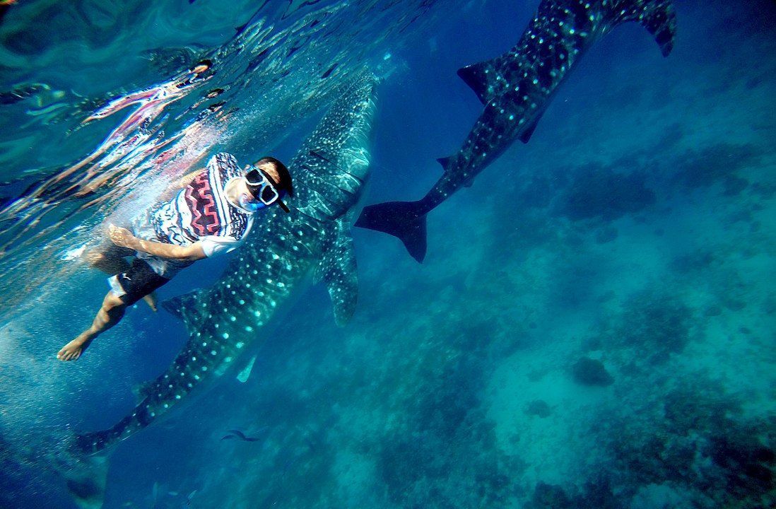tiburón ballena en Maldivas