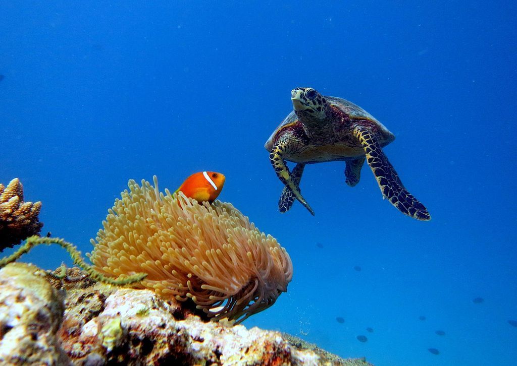 Baa Atoll Maldives