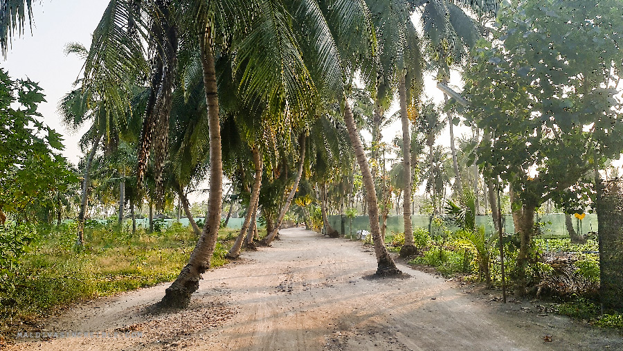 Thoddoo en Maldivas - Interior de la isla lcoal