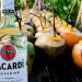 alcohol maldivas