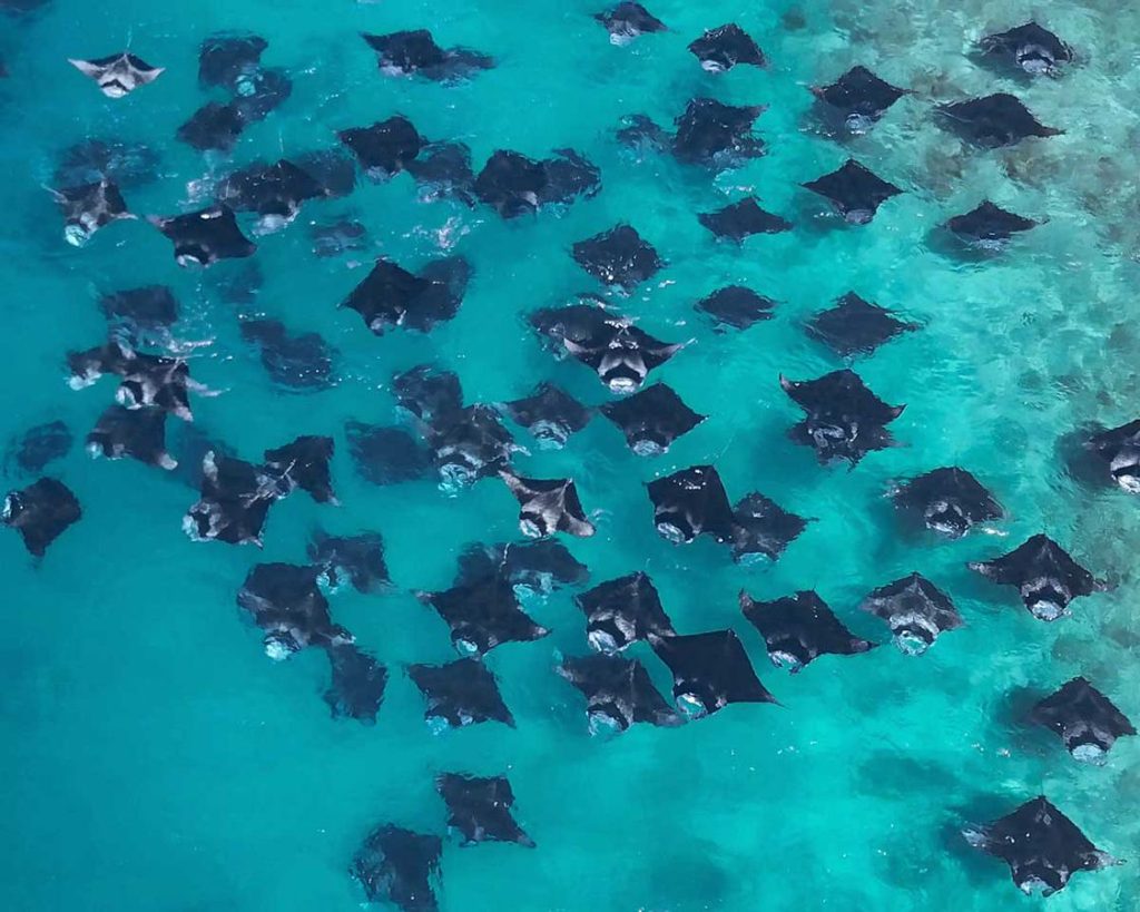 Mantas en Hanifaru Bay, cerca de Kamadhoo.