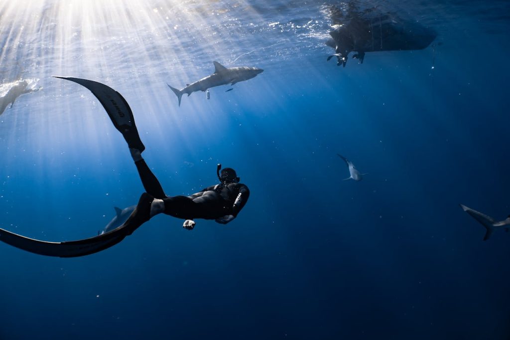 Apnea con tiburones en Maldivas